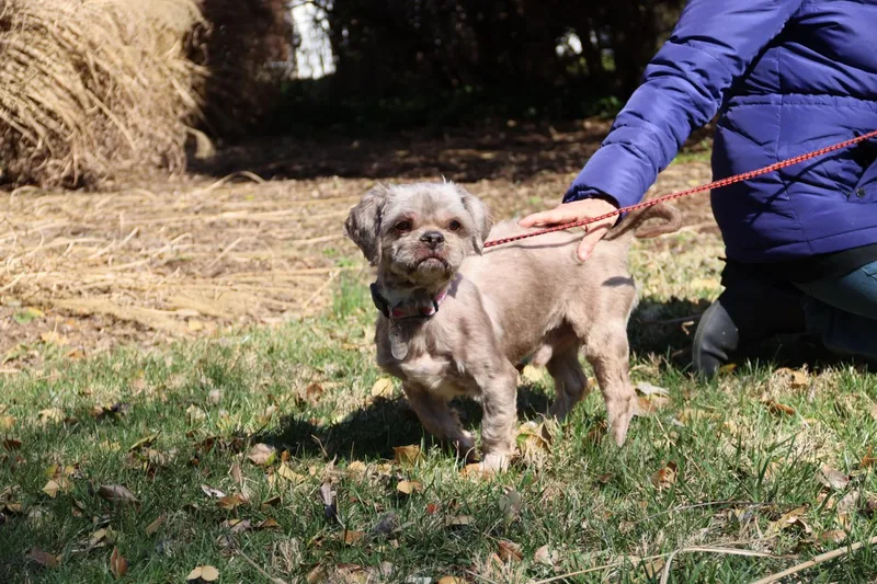 Brewster thumbnail 3