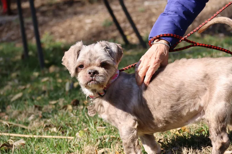 Brewster thumbnail 5