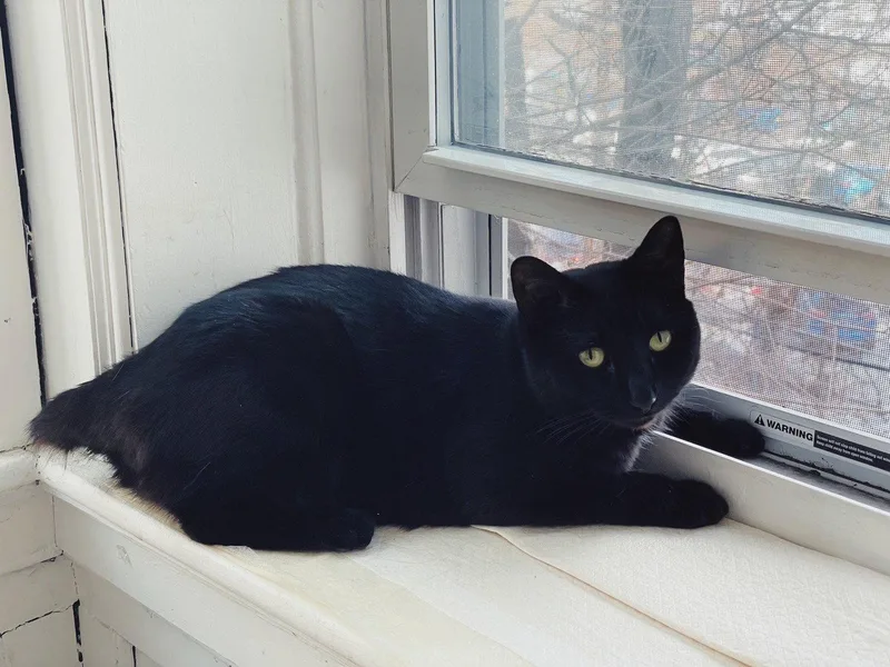 An adult medium-sized female Black Domestic Short Hair cat named Midnight for adoption in Somerville, MA