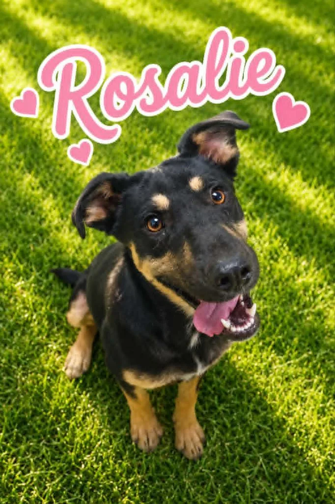 Rosalie thumbnail 2