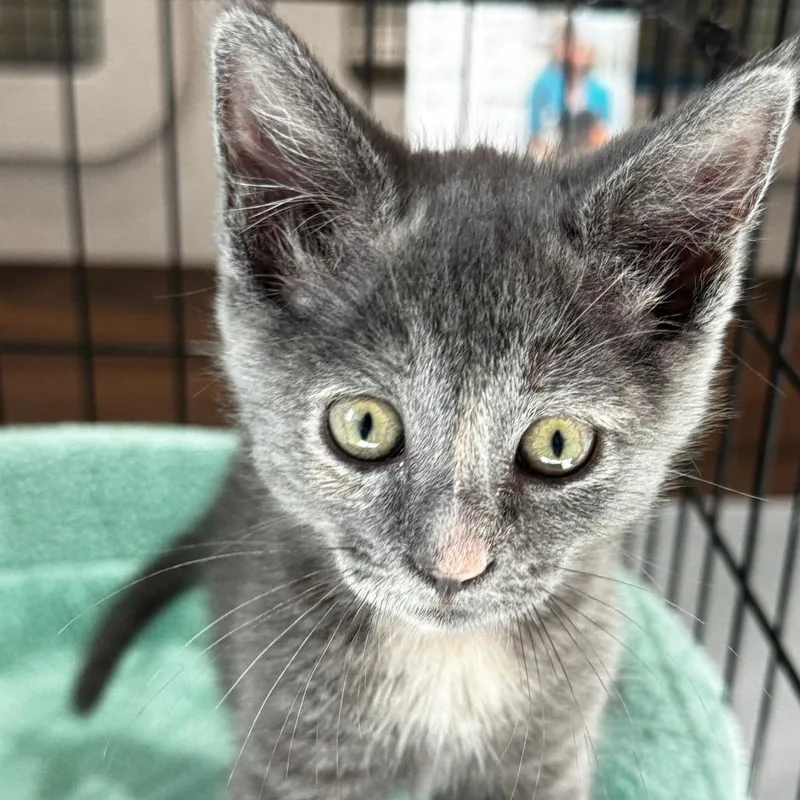 A baby small-sized female Tortoiseshell Domestic Short Hair cat named Abigail Adams for adoption in Bradenton, FL