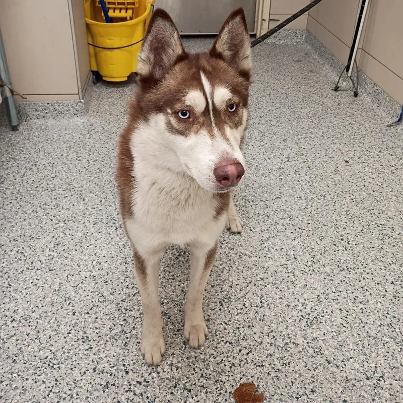 An adult medium-sized male Red / Chestnut / Orange Siberian Husky dog named Togo for adoption in Chicago, IL