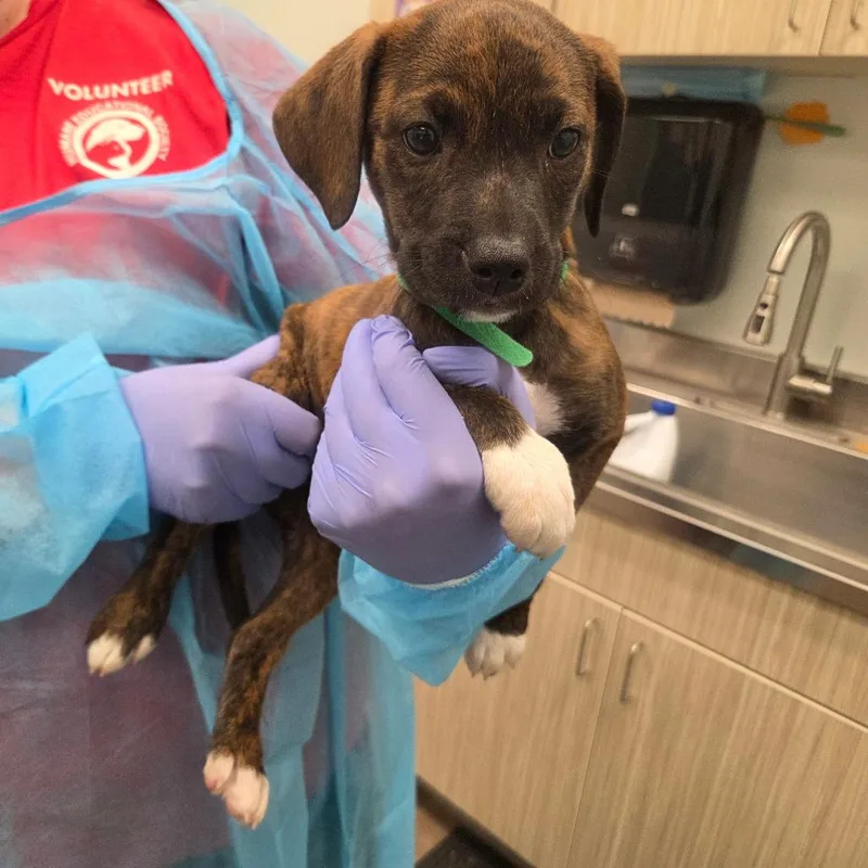 A baby small-sized female Brindle Hound dog named Mel for adoption in Chattanooga, TN