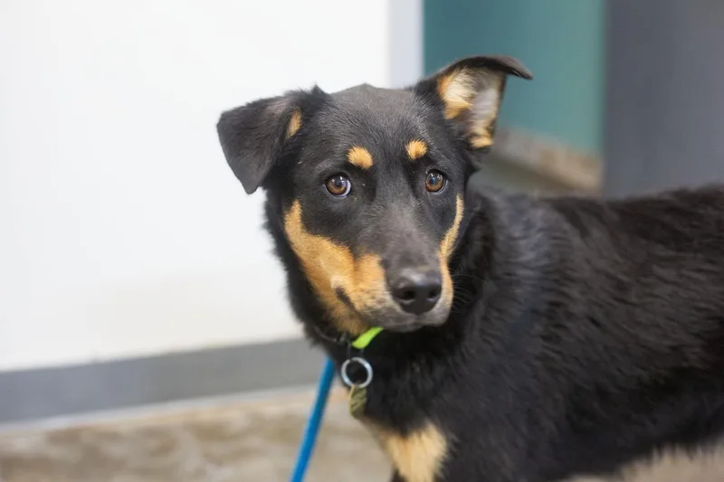 A young medium-sized female Shepherd dog named Lilly for adoption in Mountain Home, AR