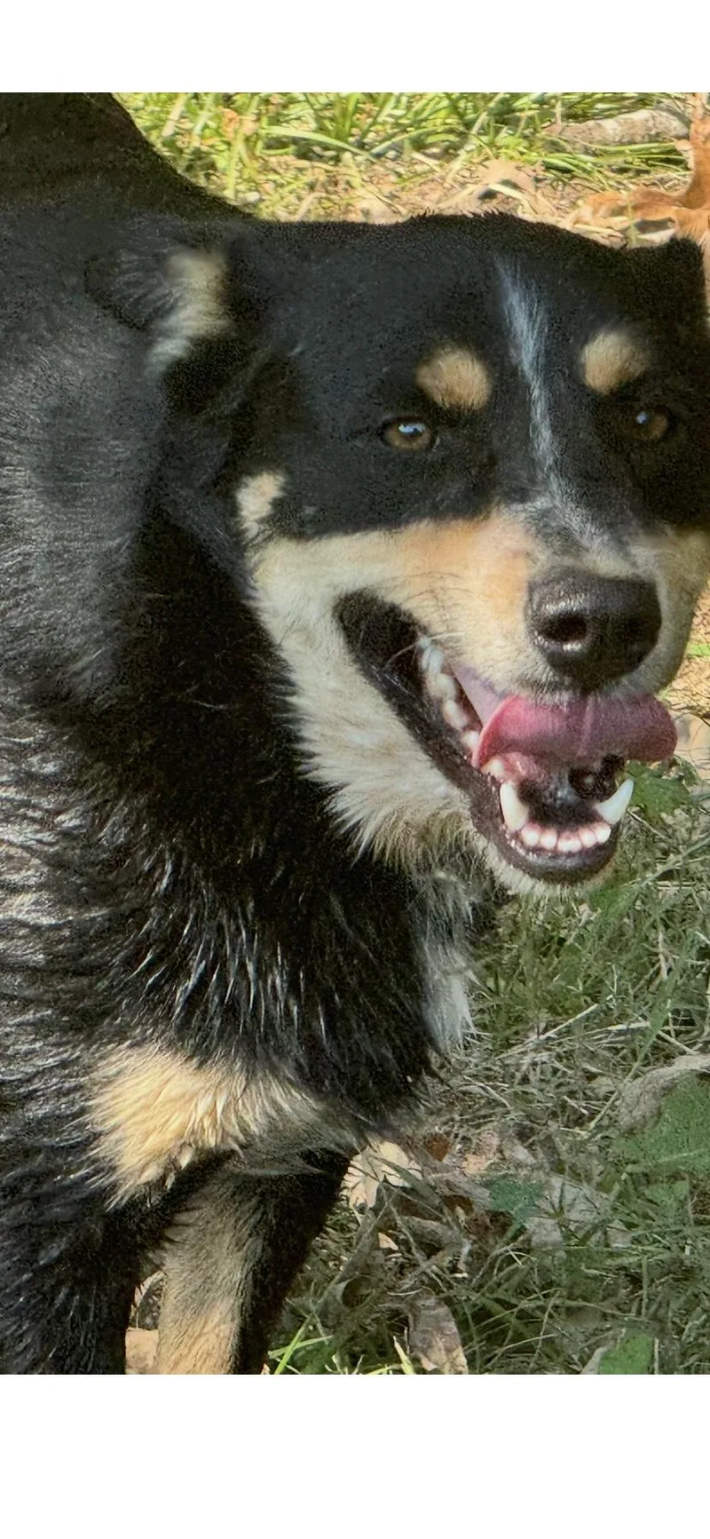 An adult medium-sized male Australian Shepherd dog named Teddy for adoption in Holly Springs, MS