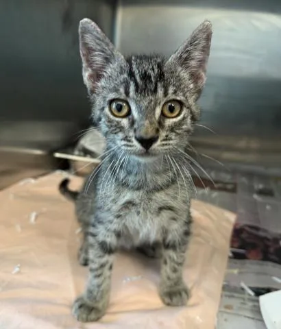 A baby medium-sized male Domestic Short Hair cat named Coco for adoption in Los Angeles, CA