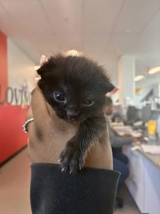 A baby small-sized female Domestic Short Hair cat named Black Pepper for adoption in West Chester, PA