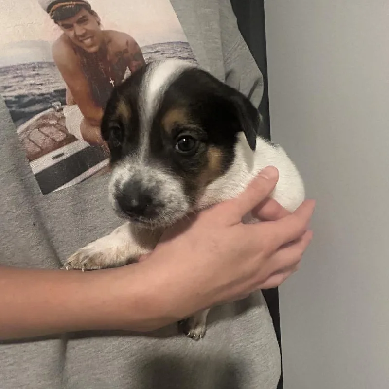 A baby small-sized male White / Cream Australian Cattle Dog / Blue Heeler dog named Gregory for adoption in Austin, TX