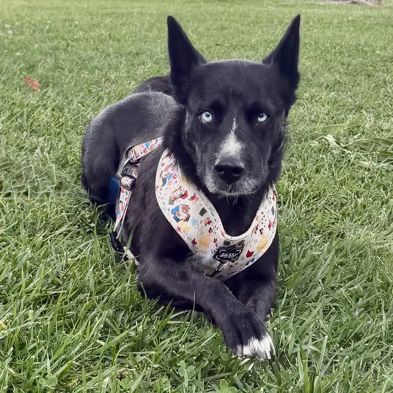 An adult medium-sized female Black Australian Cattle Dog / Blue Heeler dog named Isla for adoption in San Diego, CA