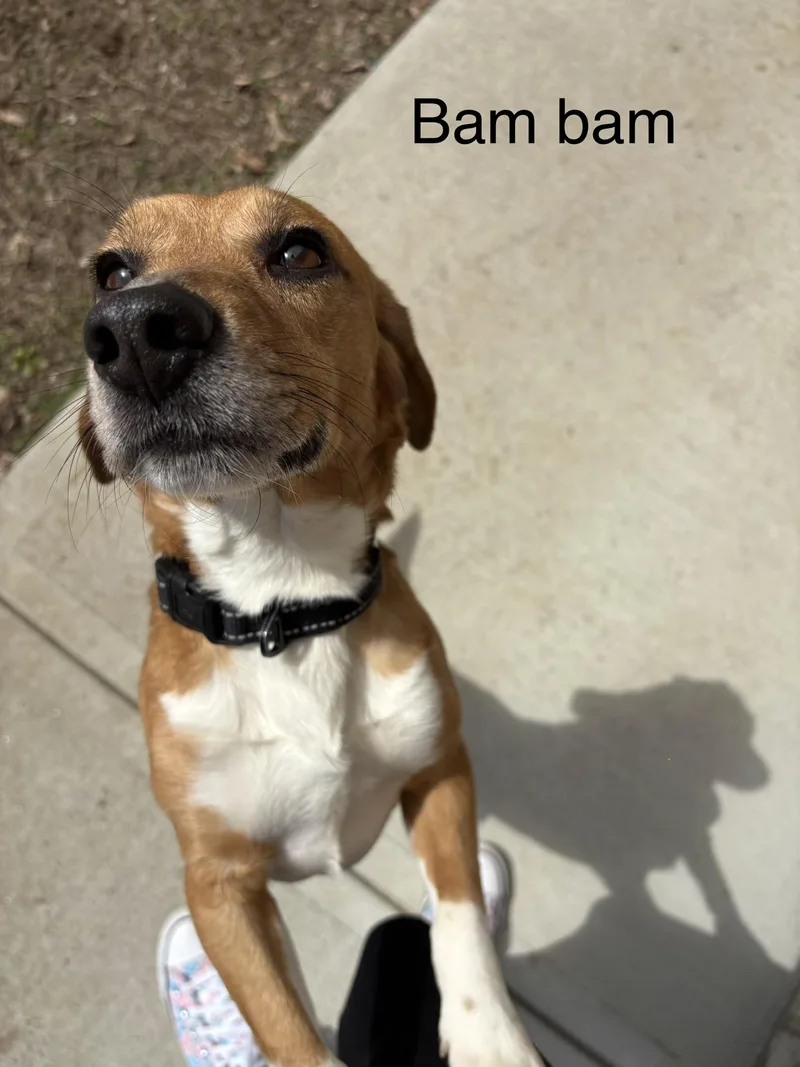 Bam Bam thumbnail 2