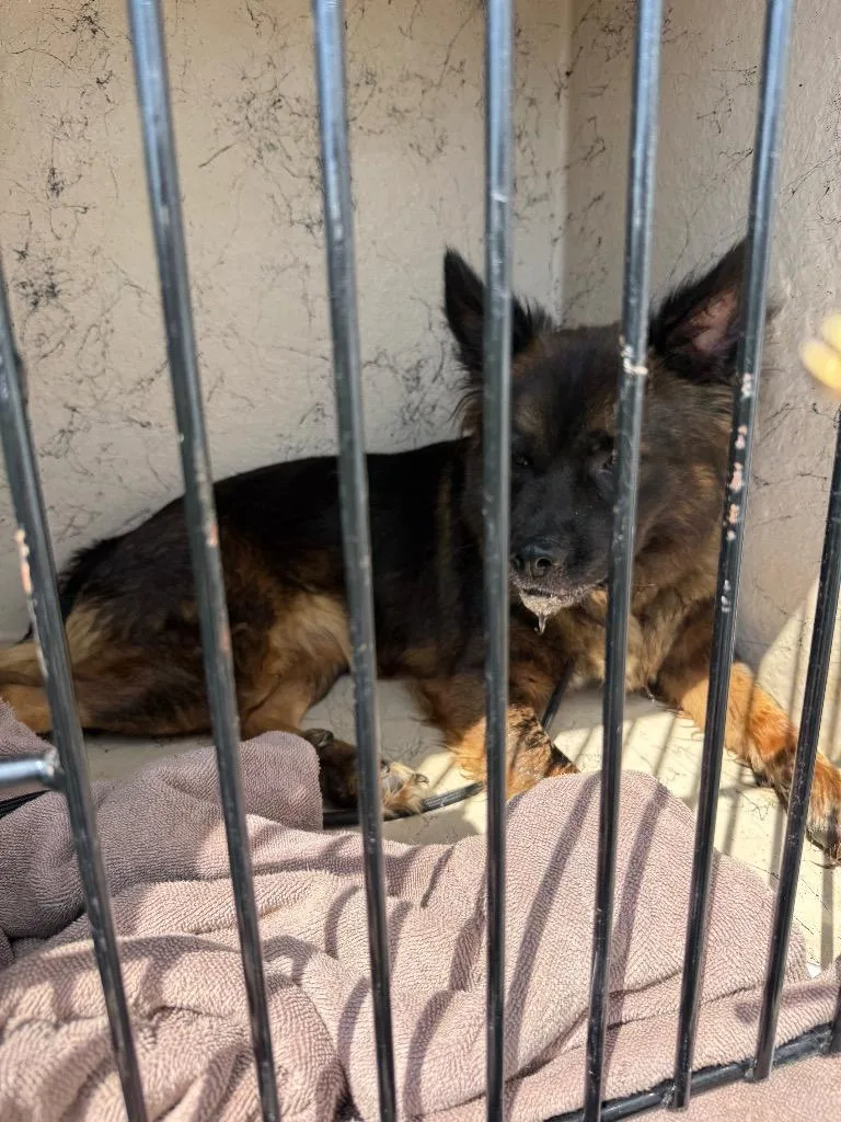 A young large-sized female German Shepherd Dog dog named Lala for adoption in Gallatin, TN