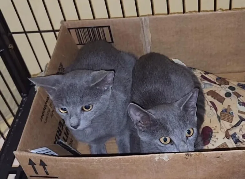 An adult large-sized male Blue Point Russian Blue cat named Graphite for adoption in Ocala, FL