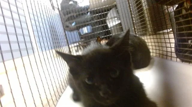 A baby small-sized male Domestic Short Hair cat named Macho for adoption in Miami, FL