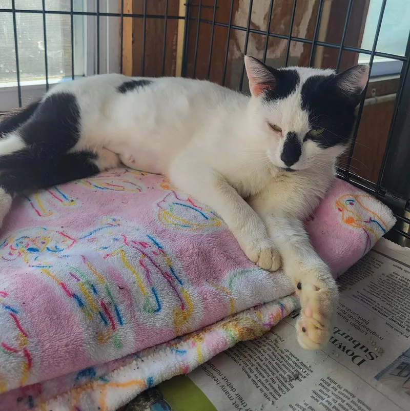 A young medium-sized female Black & White / Tuxedo Domestic Short Hair cat named Harper for adoption in Coatesville, PA