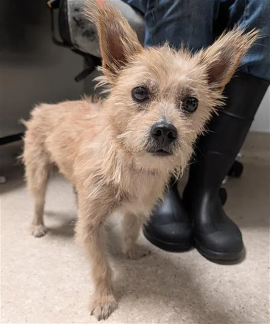 A young small-sized male Terrier dog named Patches for adoption in Bakersfield, CA