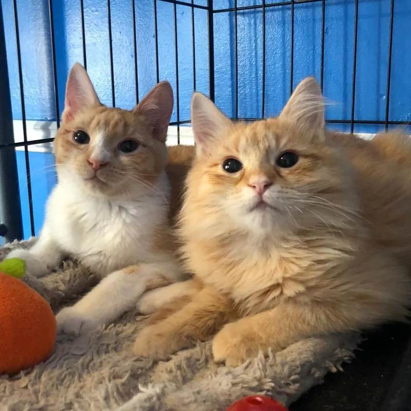 An adult small-sized female Orange / Red Domestic Medium Hair cat named Bianca  Feral for adoption in ATOKA, TN