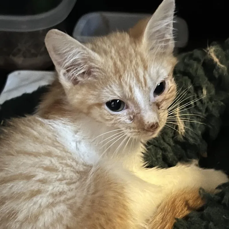 Bianca  Feral thumbnail 4