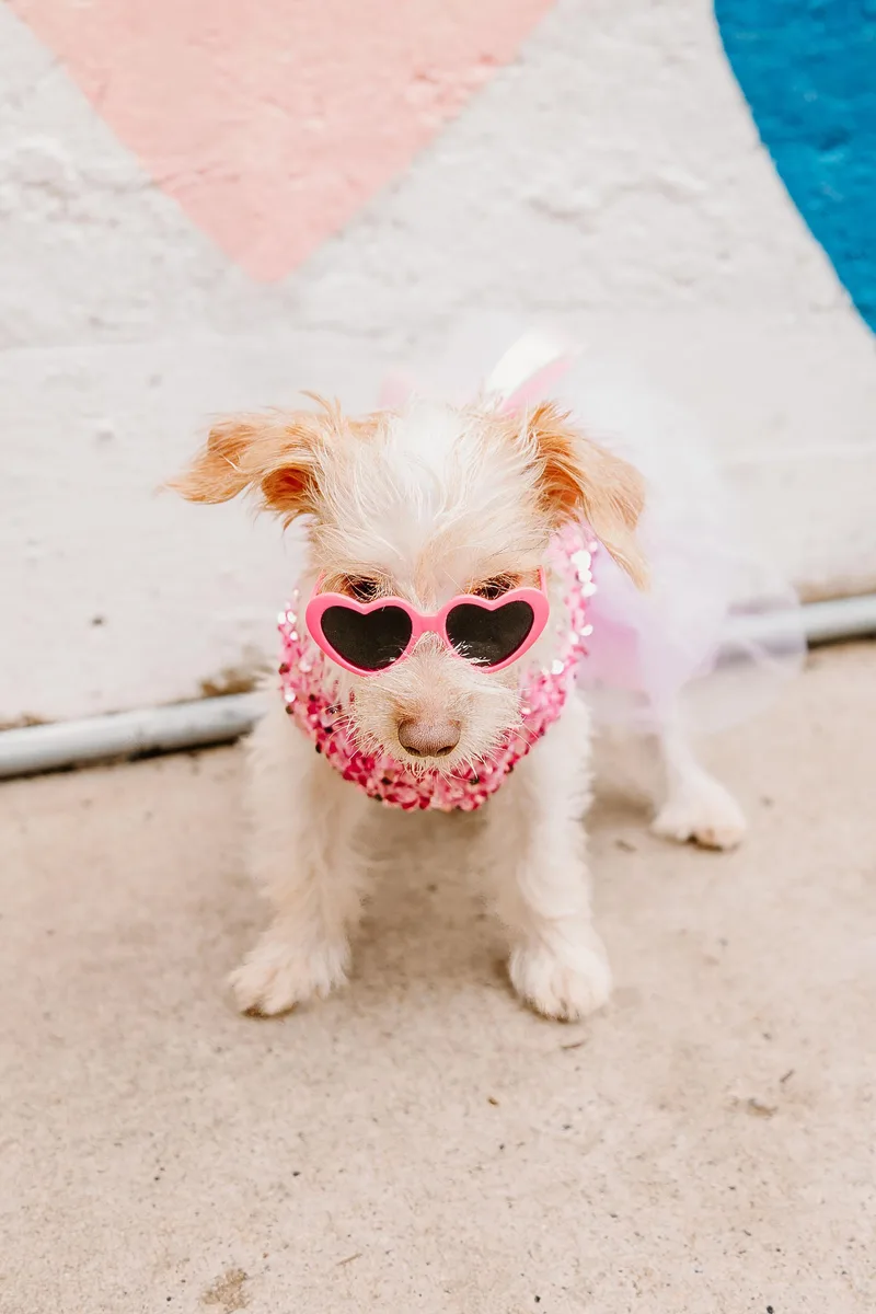 A young small-sized female White / Cream Terrier dog named Hazel for adoption in Cornelius, NC