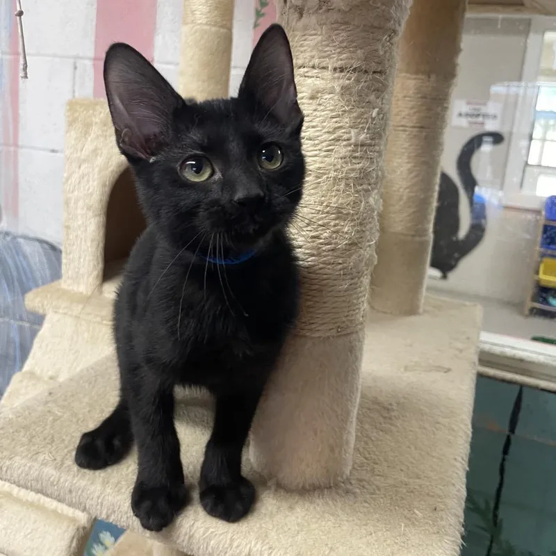 A baby small-sized male Black Domestic Short Hair cat named Mike for adoption in Laredo, TX