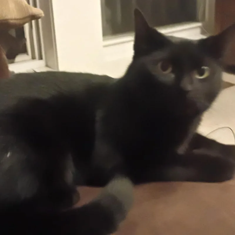 A young small-sized female Black Domestic Short Hair cat named Primrose for adoption in Nampa, ID