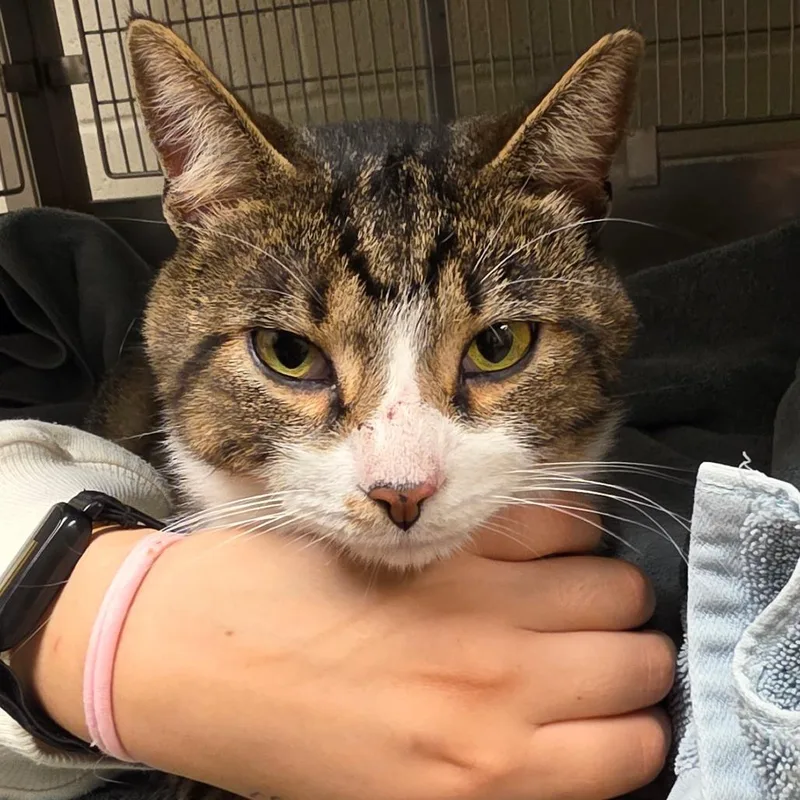 An adult medium-sized male Brown / Chocolate Domestic Short Hair cat named Harvest for adoption in Bristol, IN