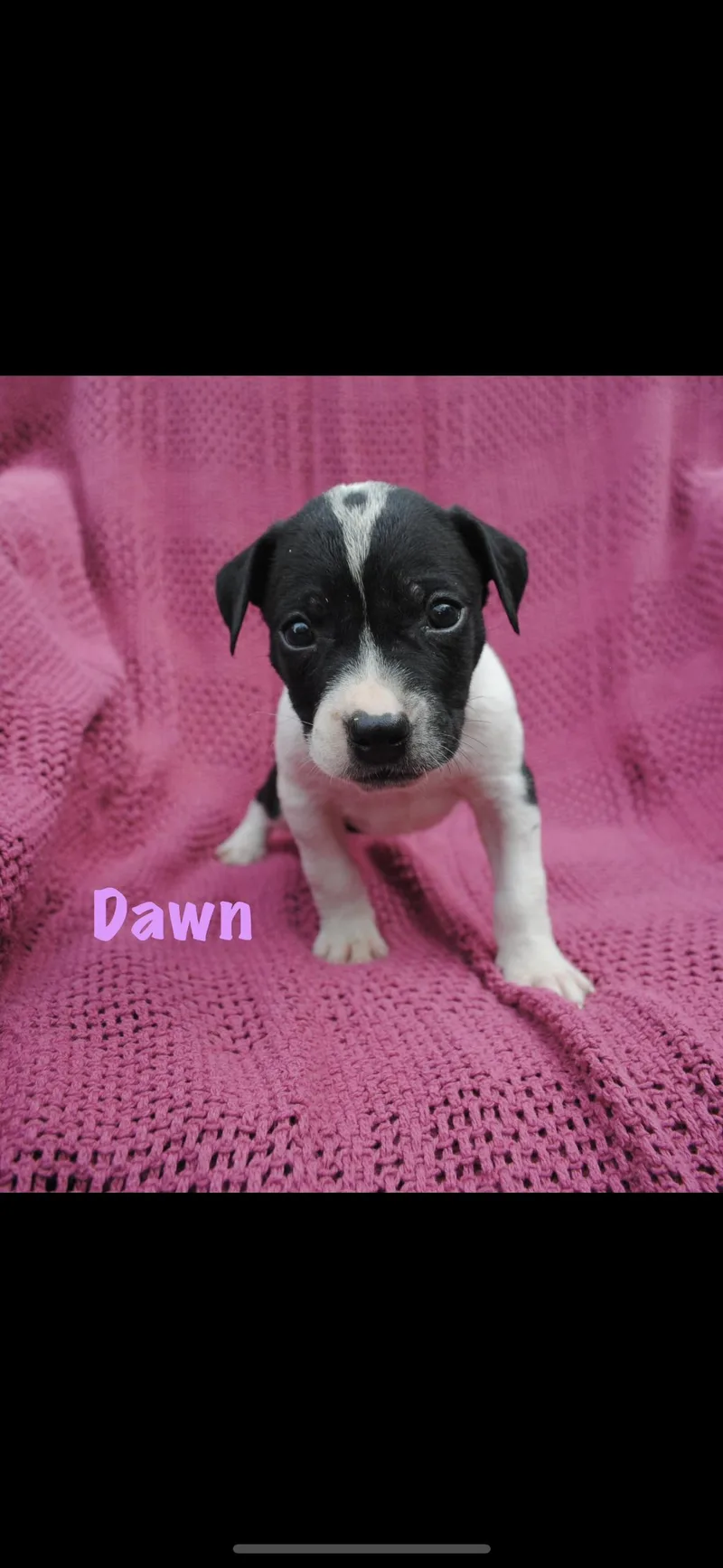 A baby medium-sized female White / Cream American Staffordshire Terrier dog named Dawn for adoption in seaside heights, NJ