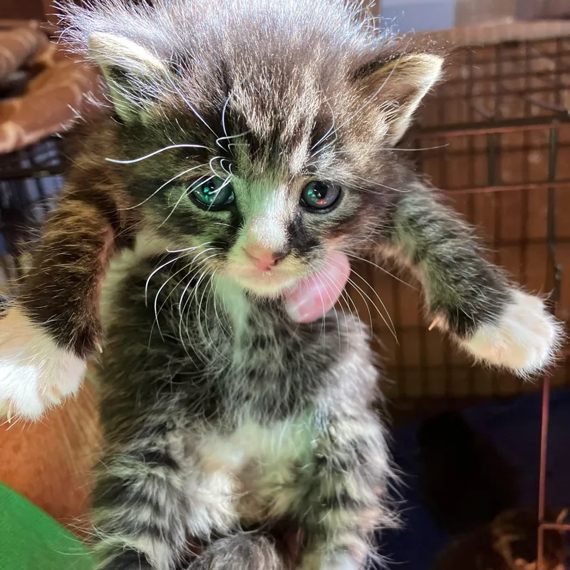 A baby medium-sized female Tabby (Tiger Striped) Tabby cat named Parlor Car girl for adoption in Pendleton, OR