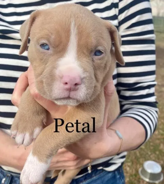 A baby large-sized female American Bulldog dog named Petal for adoption in Brooklyn Center, MN