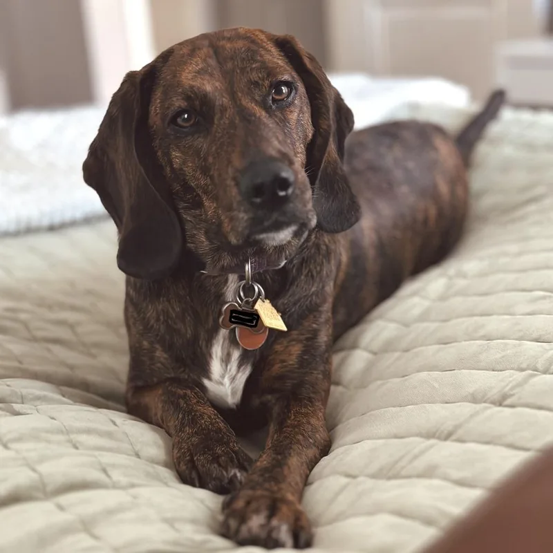 An adult medium-sized female Hound dog named Juniper for adoption in Nowata, OK