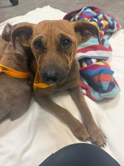 An adult small-sized female Mixed Breed dog named Daffodil for adoption in Honolulu, HI