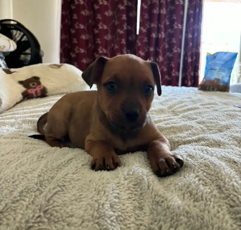 A baby large-sized female Brown / Chocolate Rottweiler dog named Montana for adoption in Sedalia, CO