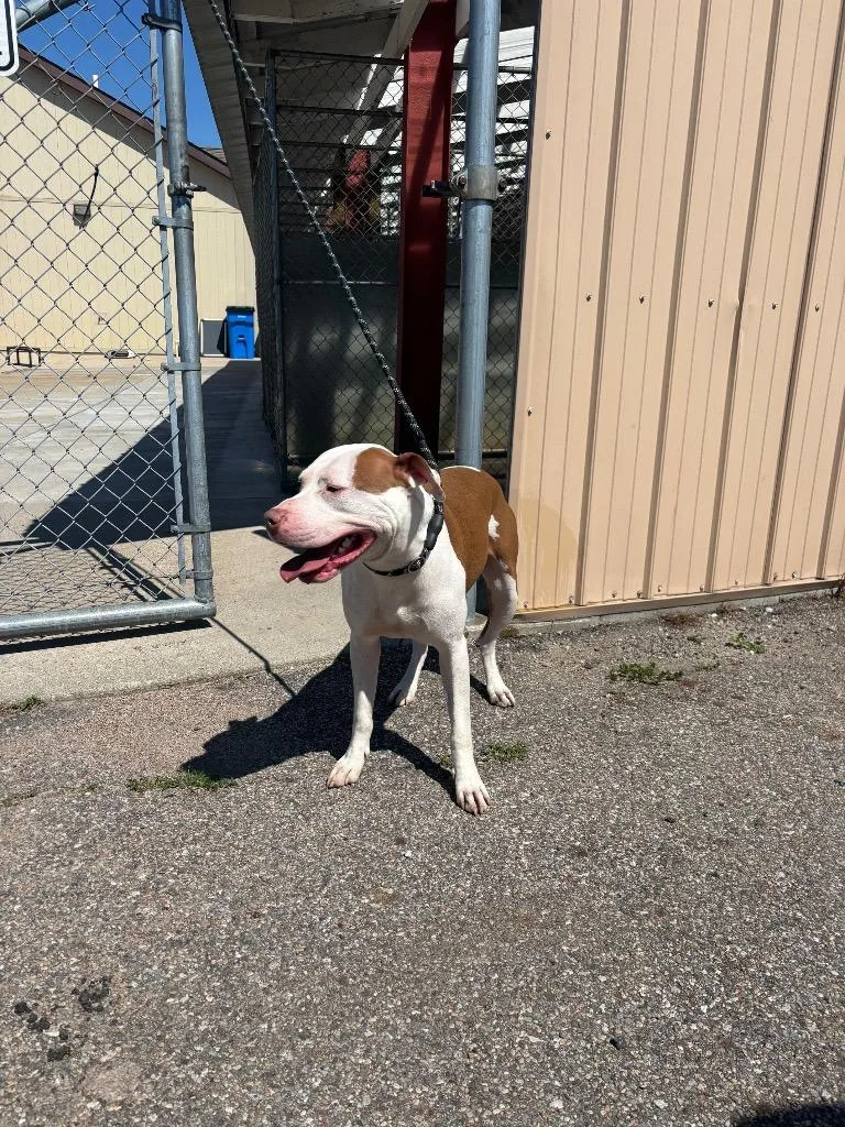 A young medium-sized male Pit Bull Terrier dog named Simon Howl for adoption in La Porte, IN