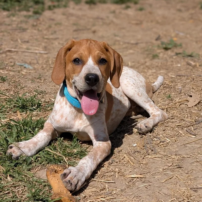 A baby medium-sized female Tricolor (Brown, Black, & White) Treeing Walker Coonhound dog named Eve for adoption in Longview, TX