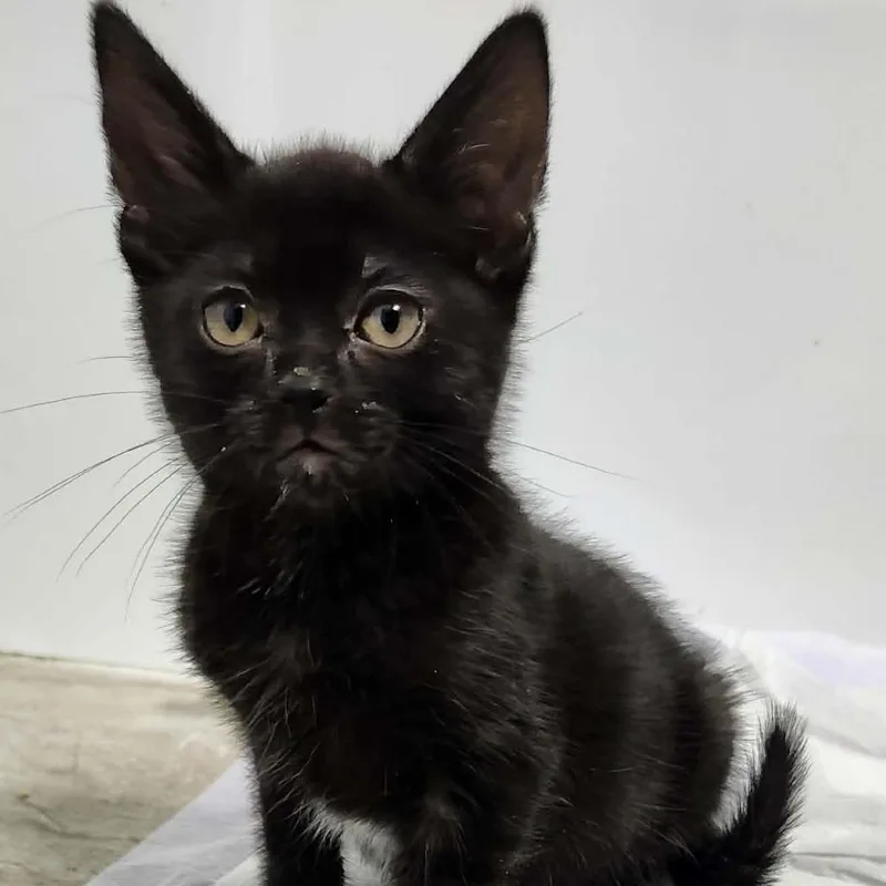 A baby small-sized male Black Domestic Short Hair cat named Izzy for adoption in Forest Park, IL