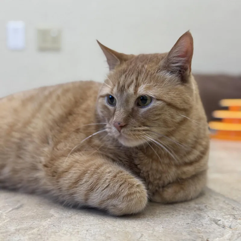 Mammas & Simba thumbnail 2