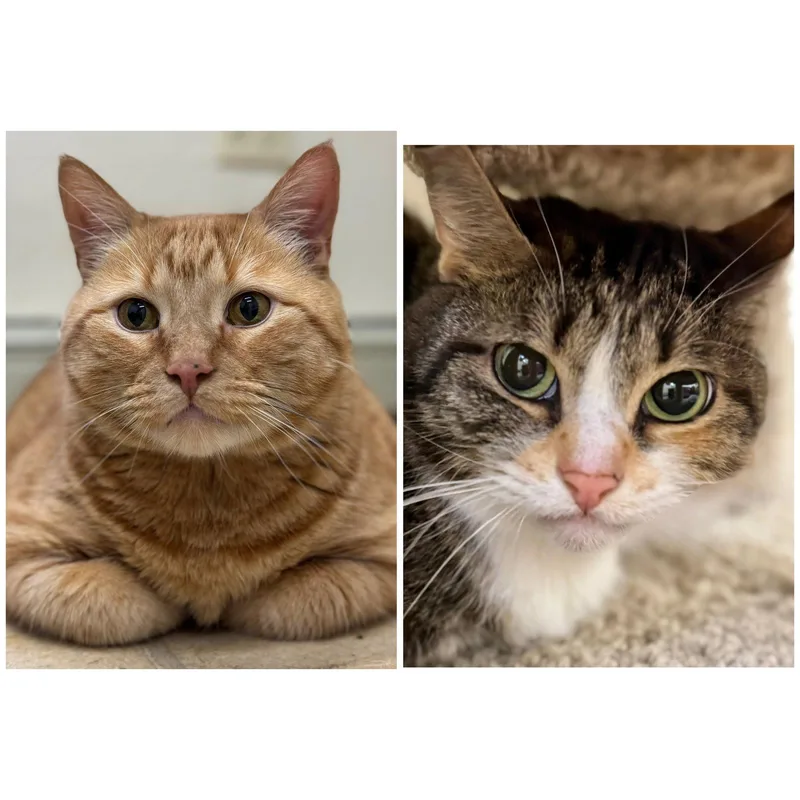 An adult large-sized male Orange / Red Domestic Short Hair cat named Mammas & Simba for adoption in Winchendon, MA