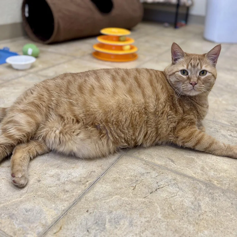 Mammas & Simba thumbnail 3