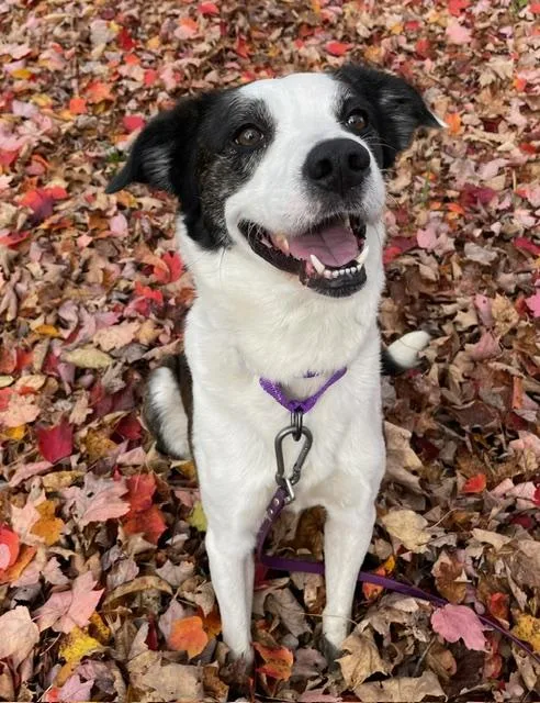 An adult medium-sized male Mixed Breed dog named Emmett for adoption in Honesdale, PA