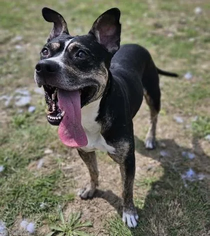 An adult large-sized male Tricolor (Brown, Black, & White) Mixed Breed dog named Ray for adoption in Georgetown, TX