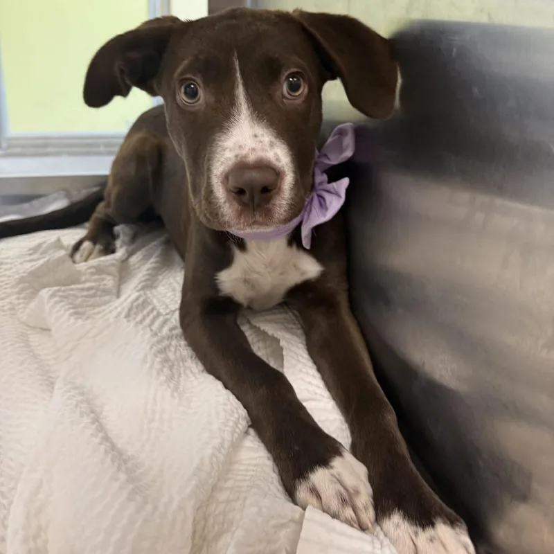 A baby medium-sized female Brown / Chocolate Mixed Breed dog named Jill for adoption in Las Cruces, NM