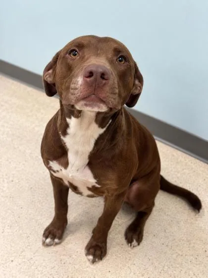 An adult medium-sized female Terrier dog named Lainey for adoption in Gulfport, MS