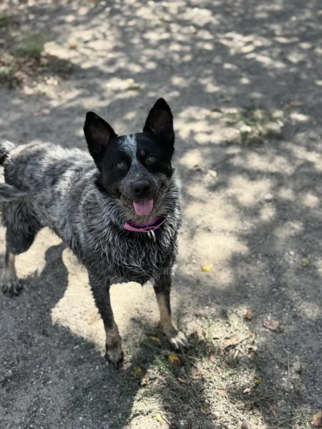 A young medium-sized female Australian Cattle Dog / Blue Heeler dog named Ash for adoption in Santa Barbara, CA