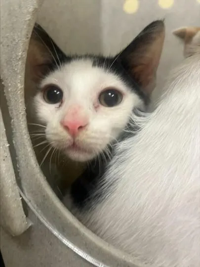 A baby small-sized male Domestic Short Hair cat named Dill for adoption in Texas City, TX