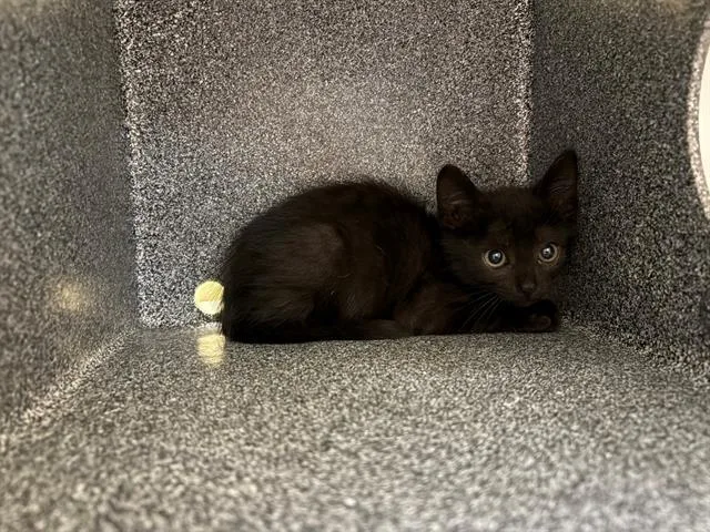 A baby small-sized female Domestic Short Hair cat named Suki for adoption in Tustin, CA