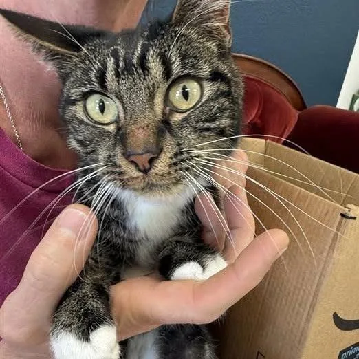 A young small-sized female Tortoiseshell American Shorthair cat named Echo for adoption in Mount Shasta, CA