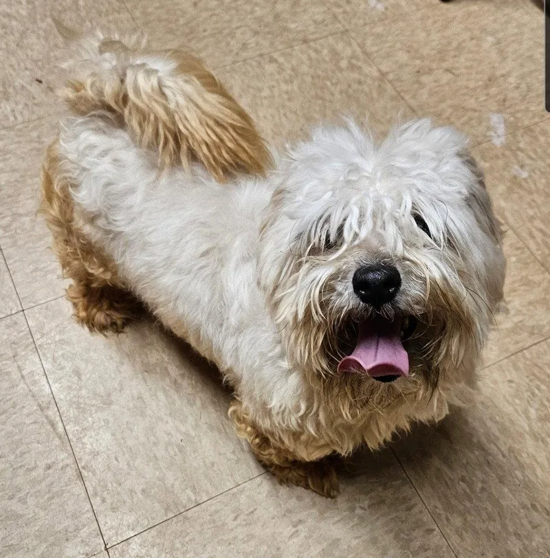 A young small-sized female Mixed Breed dog named Kiki Bell for adoption in Saunderstown, RI