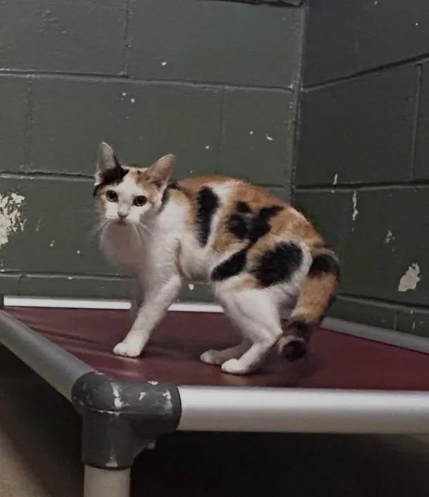 A baby medium-sized female Calico cat named Chanel for adoption in New Manchester, WV