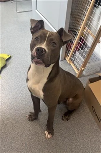 A young medium-sized male Pit Bull Terrier dog named Steel for adoption in Toledo, OH
