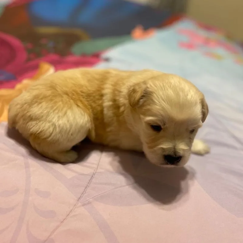 A baby medium-sized female Golden Australian Kelpie dog named Finch for adoption in Brentwood, CA