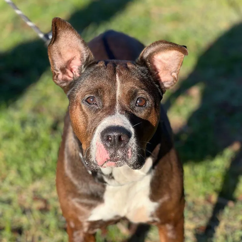 A senior large-sized female Brown / Chocolate Mixed Breed dog named Cordelia for adoption in Huntington, WV
